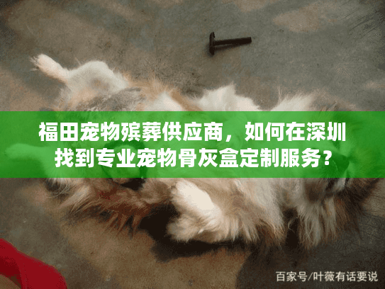 福田宠物殡葬供应商，如何在深圳找到专业宠物骨灰盒定制服务？