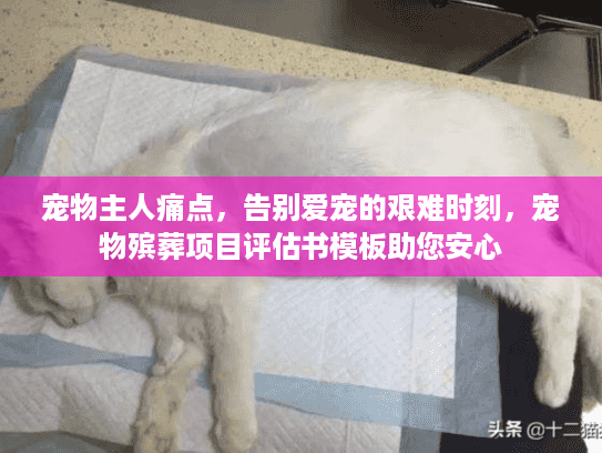 宠物主人痛点，告别爱宠的艰难时刻，宠物殡葬项目评估书模板助您安心