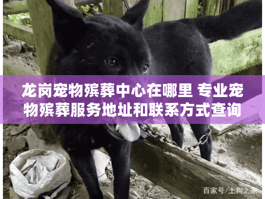 龙岗宠物殡葬中心在哪里 专业宠物殡葬服务地址和联系方式查询