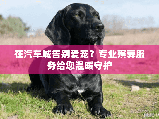 在汽车城告别爱宠？专业殡葬服务给您温暖守护