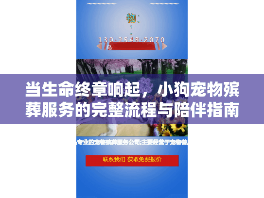 当生命终章响起，小狗宠物殡葬服务的完整流程与陪伴指南