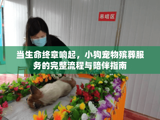当生命终章响起，小狗宠物殡葬服务的完整流程与陪伴指南