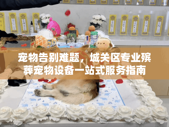 宠物告别难题，城关区专业殡葬宠物设备一站式服务指南