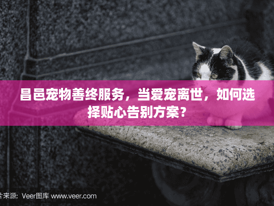 昌邑宠物善终服务,当爱宠离世,如何选择贴心告别方案?