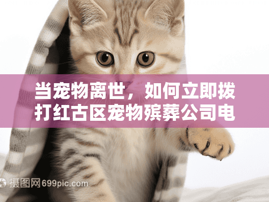 当宠物离世，如何立即拨打红古区宠物殡葬公司电话？