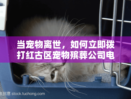当宠物离世，如何立即拨打红古区宠物殡葬公司电话？