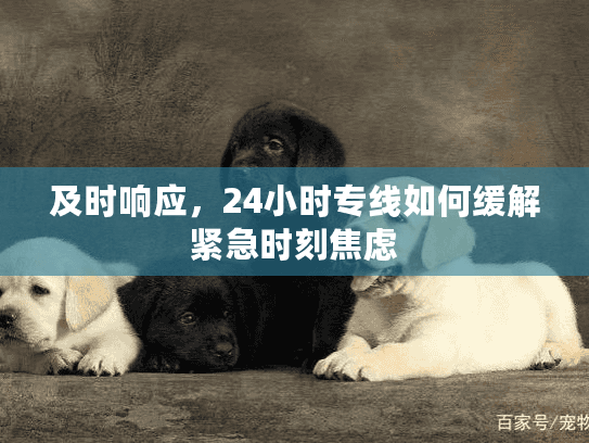 及时响应，24小时专线如何缓解紧急时刻焦虑
