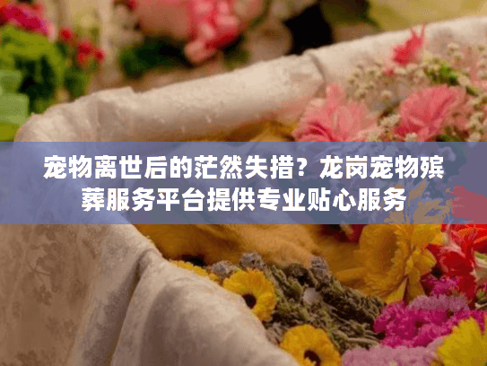 宠物离世后的茫然失措？龙岗宠物殡葬服务平台提供专业贴心服务