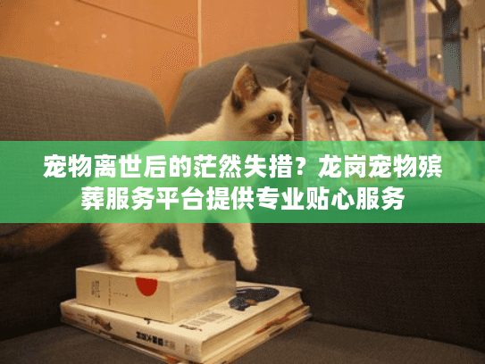 宠物离世后的茫然失措？龙岗宠物殡葬服务平台提供专业贴心服务