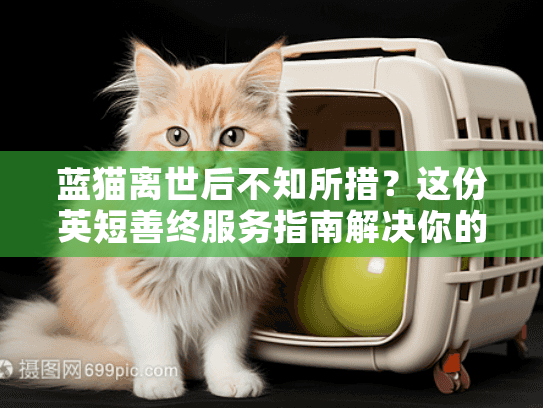 蓝猫离世后不知所措？这份英短善终服务指南解决你的所有困惑