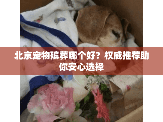 北京宠物殡葬哪个好？权威推荐助你安心选择