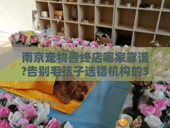 南京宠物善终店哪家靠谱?告别毛孩子选错机构的3大避坑指南