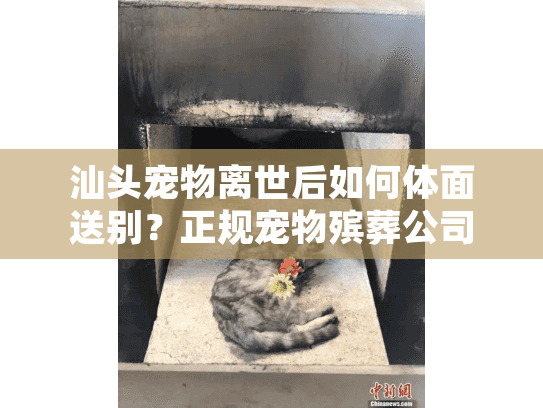 汕头宠物离世后如何体面送别？正规宠物殡葬公司专业服务全指南