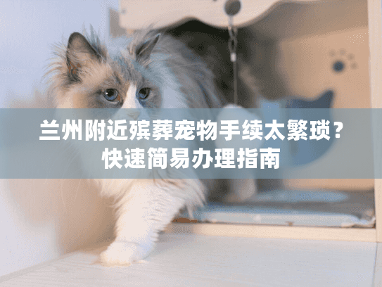 兰州附近殡葬宠物手续太繁琐？快速简易办理指南