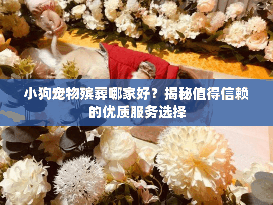 小狗宠物殡葬哪家好？揭秘值得信赖的优质服务选择