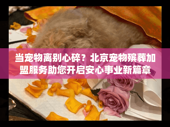当宠物离别心碎？北京宠物殡葬加盟服务助您开启安心事业新篇章