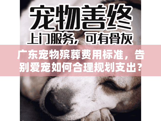 广东宠物殡葬费用标准，告别爱宠如何合理规划支出？