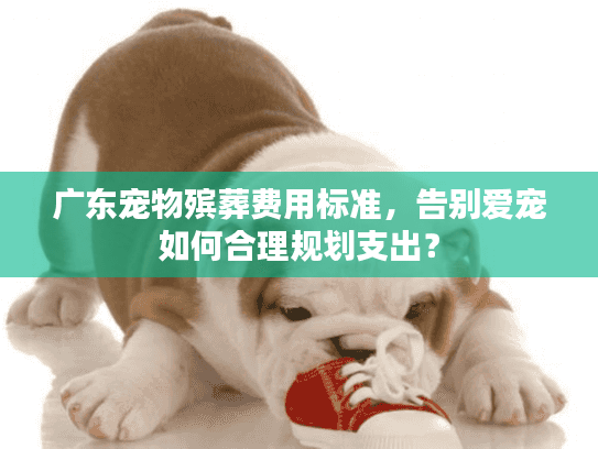 广东宠物殡葬费用标准，告别爱宠如何合理规划支出？