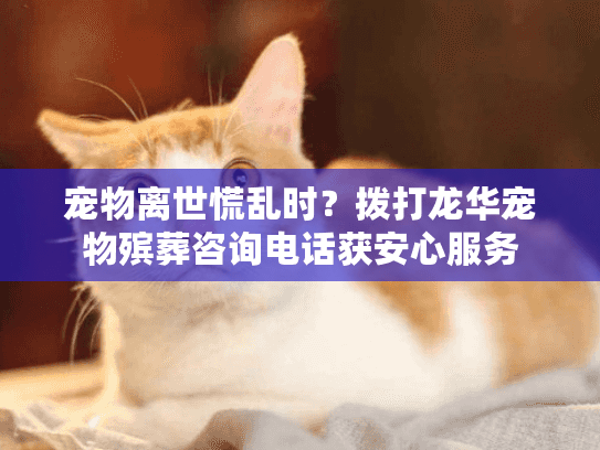 宠物离世慌乱时？拨打龙华宠物殡葬咨询电话获安心服务