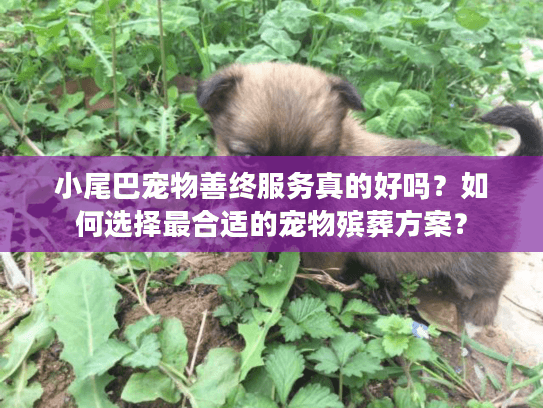 小尾巴宠物善终服务真的好吗？如何选择最合适的宠物殡葬方案？