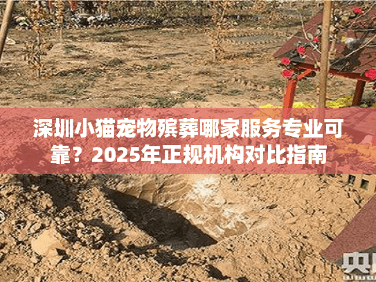 深圳小猫宠物殡葬哪家服务专业可靠？2025年正规机构对比指南