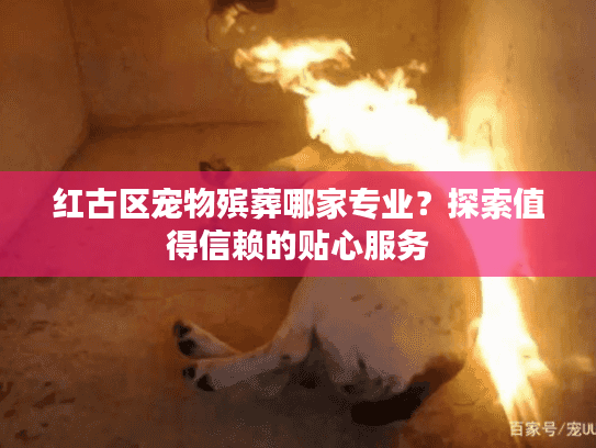 红古区宠物殡葬哪家专业？探索值得信赖的贴心服务