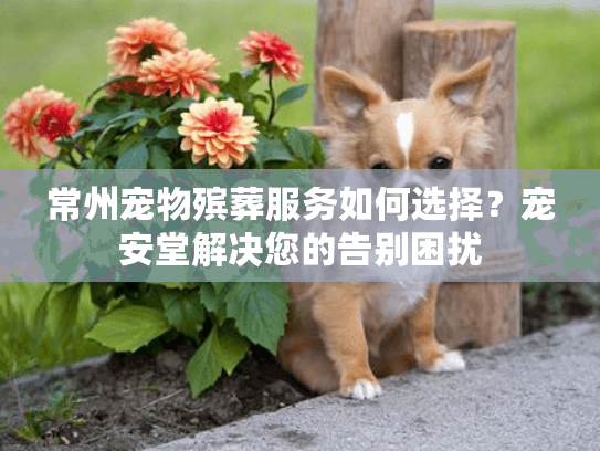 常州宠物殡葬服务如何选择？宠安堂解决您的告别困扰