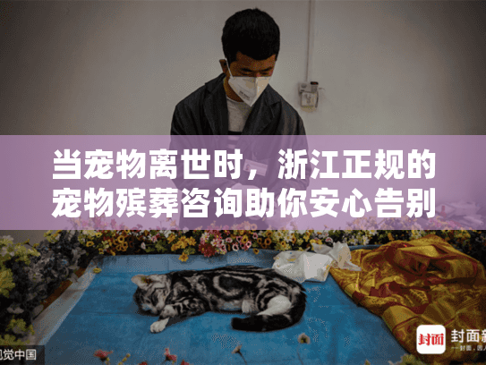 当宠物离世时，浙江正规的宠物殡葬咨询助你安心告别