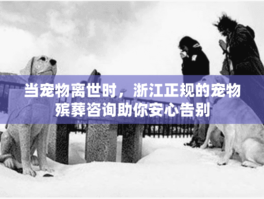 当宠物离世时，浙江正规的宠物殡葬咨询助你安心告别