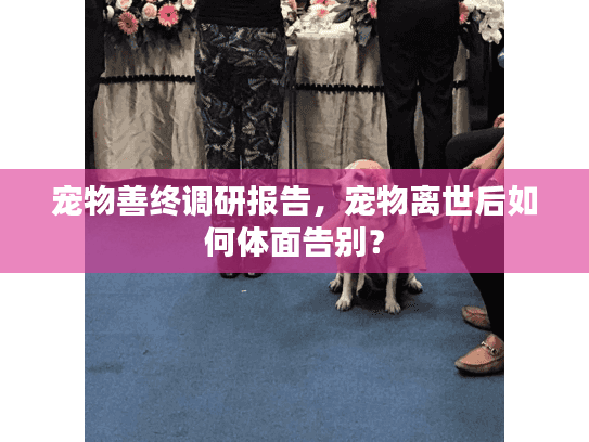 宠物善终调研报告,宠物离世后如何体面告别? 宠物善终调研报告,宠物离世后如何体面告别?