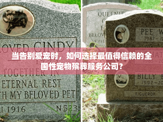 当告别爱宠时，如何选择最值得信赖的全国性宠物殡葬服务公司？