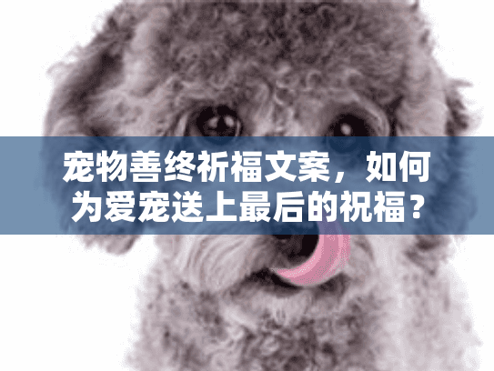 宠物善终祈福文案，如何为爱宠送上最后的祝福？