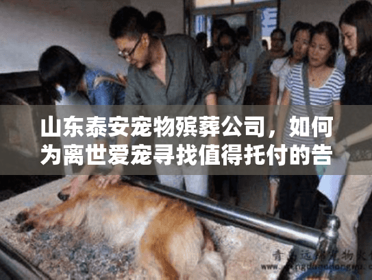 山东泰安宠物殡葬公司，如何为离世爱宠寻找值得托付的告别之地？