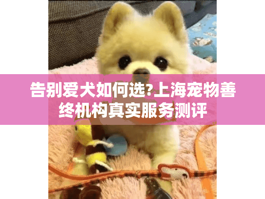 告别爱犬如何选?上海宠物善终机构真实服务测评