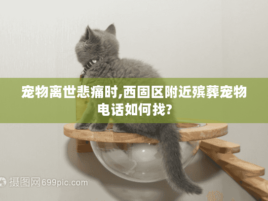 宠物离世悲痛时,西固区附近殡葬宠物电话如何找?