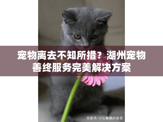 宠物离去不知所措？湖州宠物善终服务完美解决方案