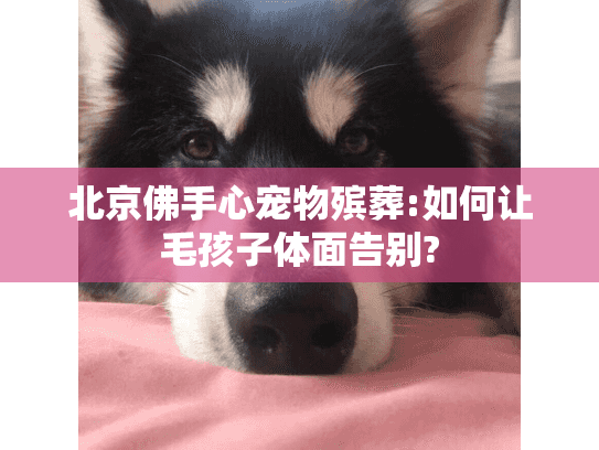 北京佛手心宠物殡葬:如何让毛孩子体面告别?