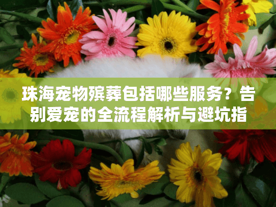 珠海宠物殡葬包括哪些服务？告别爱宠的全流程解析与避坑指南
