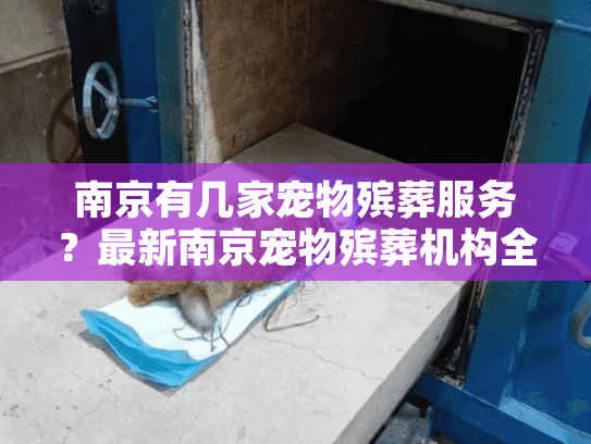 南京有几家宠物殡葬服务？最新南京宠物殡葬机构全解析