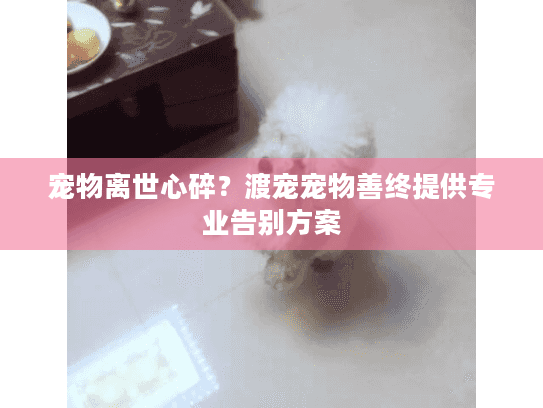 宠物离世心碎？渡宠宠物善终提供专业告别方案