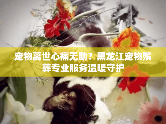 宠物离世心痛无助？黑龙江宠物殡葬专业服务温暖守护