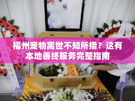 福州宠物离世不知所措？这有本地善终服务完整指南
