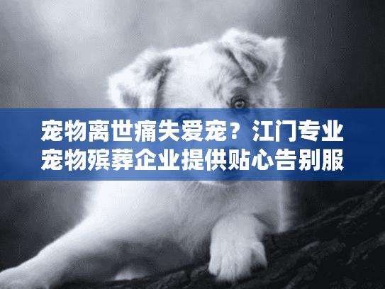 宠物离世痛失爱宠？江门专业宠物殡葬企业提供贴心告别服务