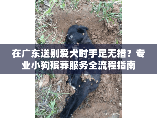 在广东送别爱犬时手足无措？专业小狗殡葬服务全流程指南