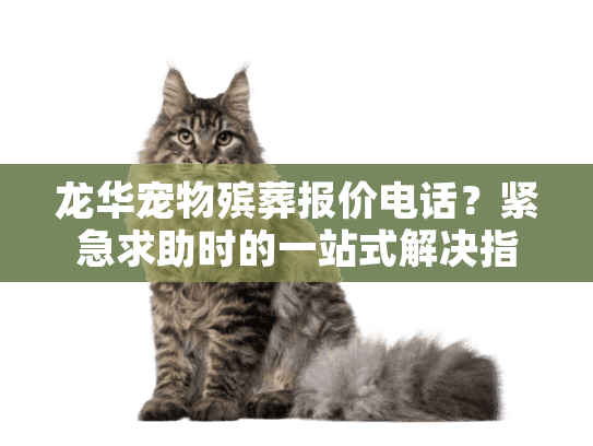 龙华宠物殡葬报价电话？紧急求助时的一站式解决指南