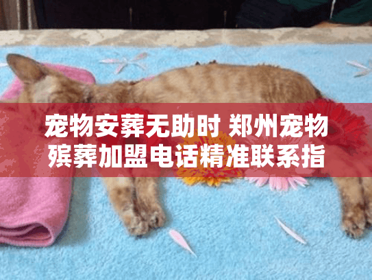 宠物安葬无助时 郑州宠物殡葬加盟电话精准联系指南