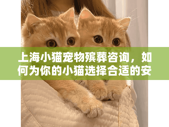 上海小猫宠物殡葬咨询，如何为你的小猫选择合适的安葬服务？