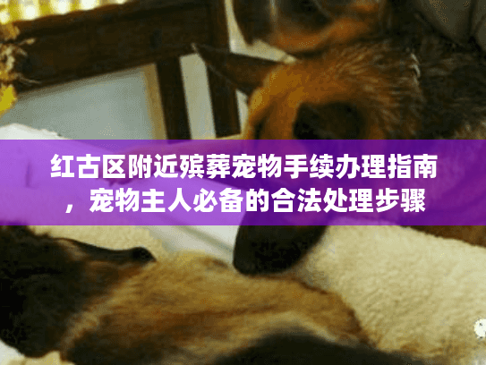 红古区附近殡葬宠物手续办理指南，宠物主人必备的合法处理步骤