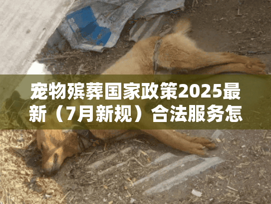 宠物殡葬国家政策2025最新（7月新规）合法服务怎么选？这3条红线别踩