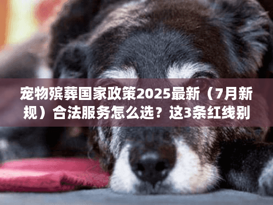 宠物殡葬国家政策2025最新（7月新规）合法服务怎么选？这3条红线别踩